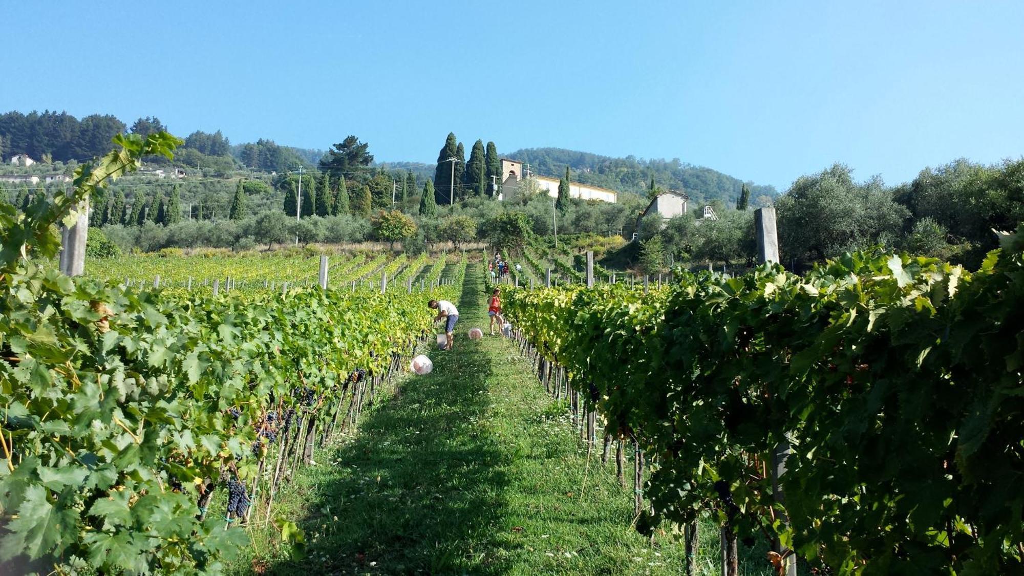 Fattoria Gambaro Di Petrognano Villa Collodi Exterior foto